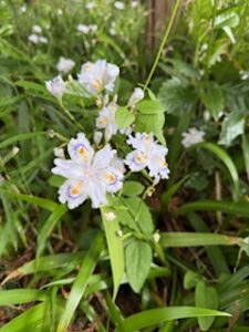 栃木県大田原市　大雄寺